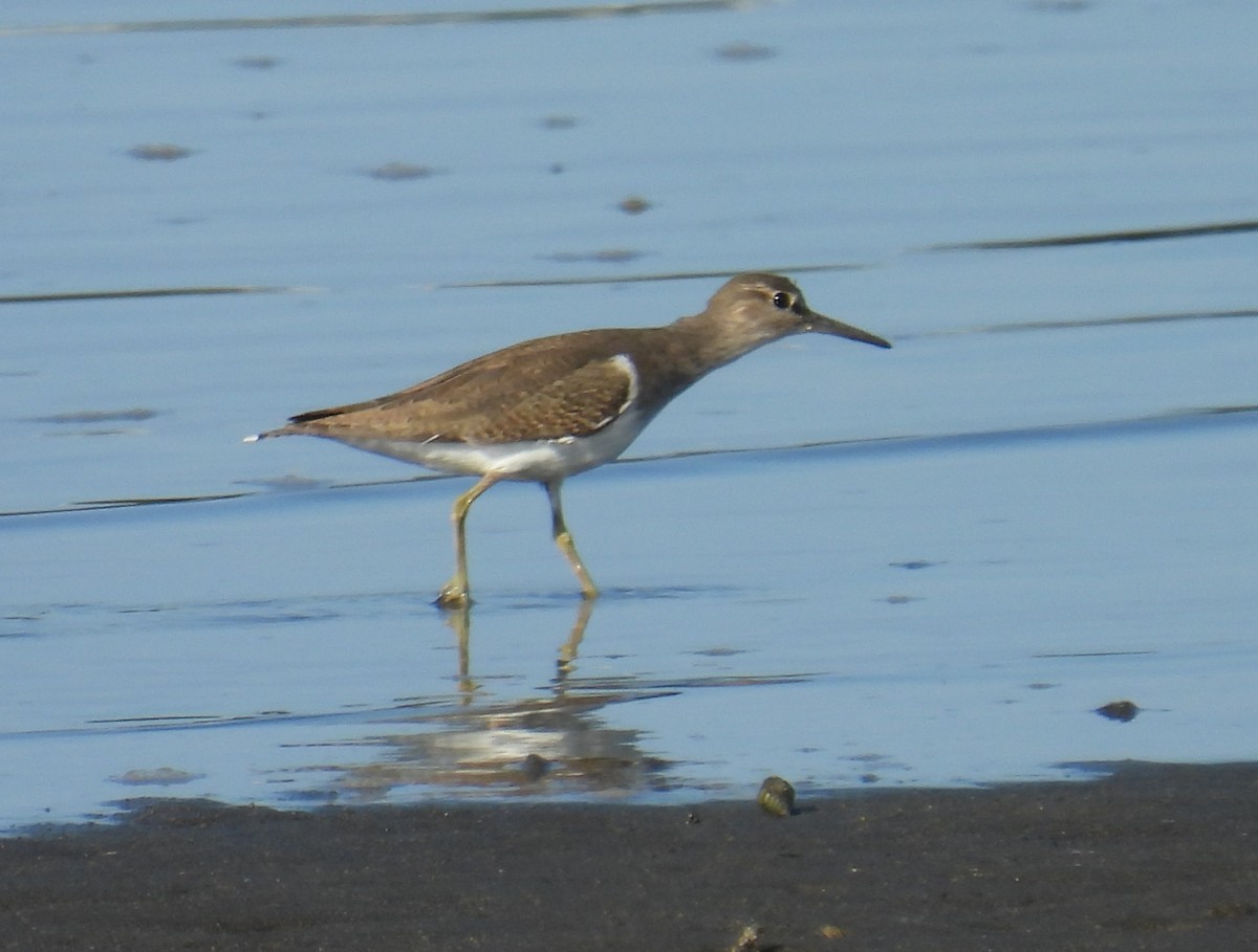 Common Sandpiper - ML645304198