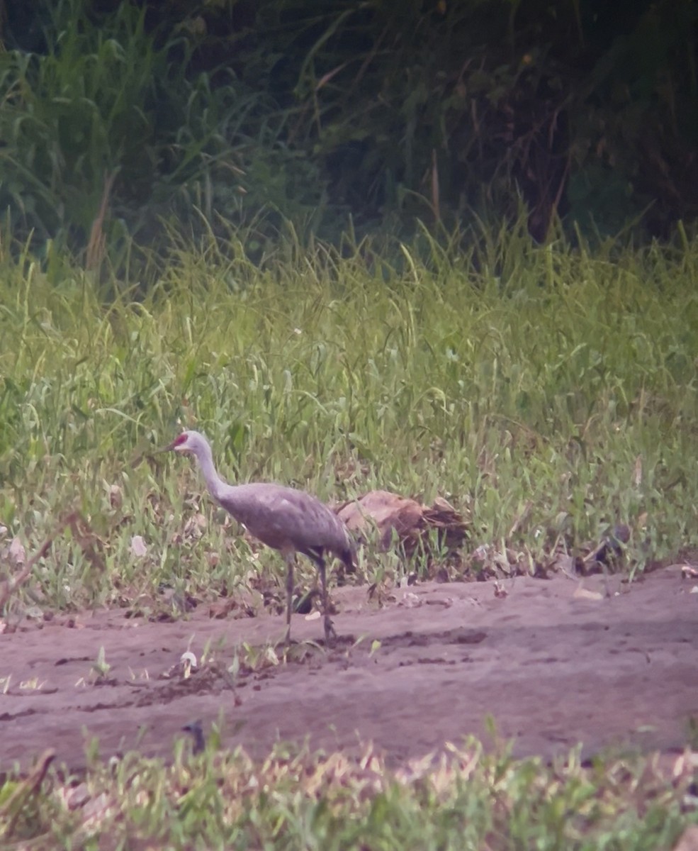 Sandhill Crane - ML645304210