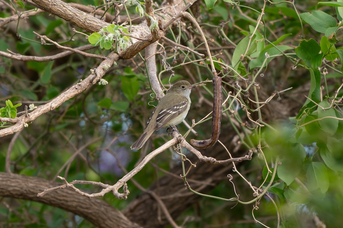 Small-billed Elaenia - ML645304212