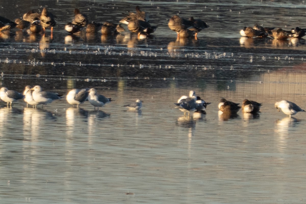 Bonaparte's Gull - ML645304213