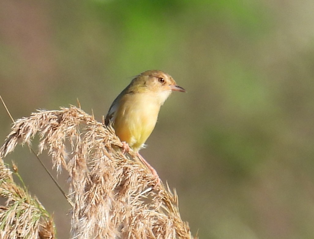 Plain Prinia - ML645304216