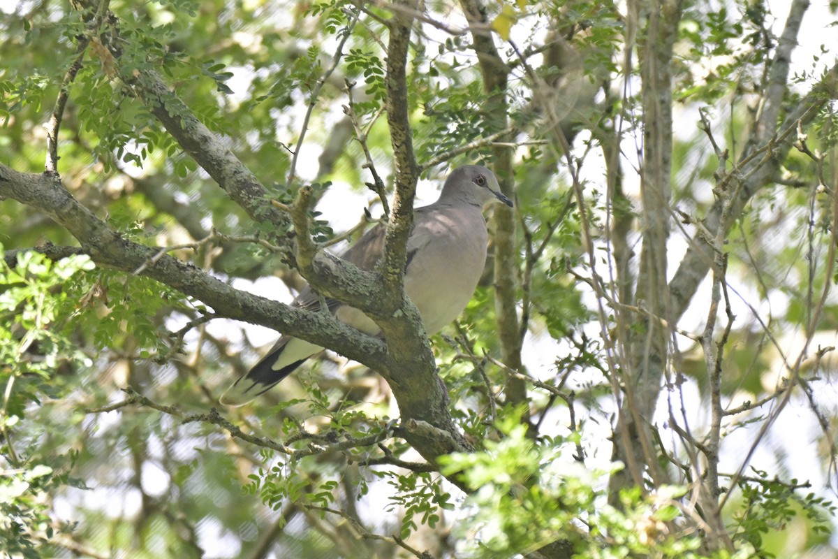 holub bledočelý - ML645304217