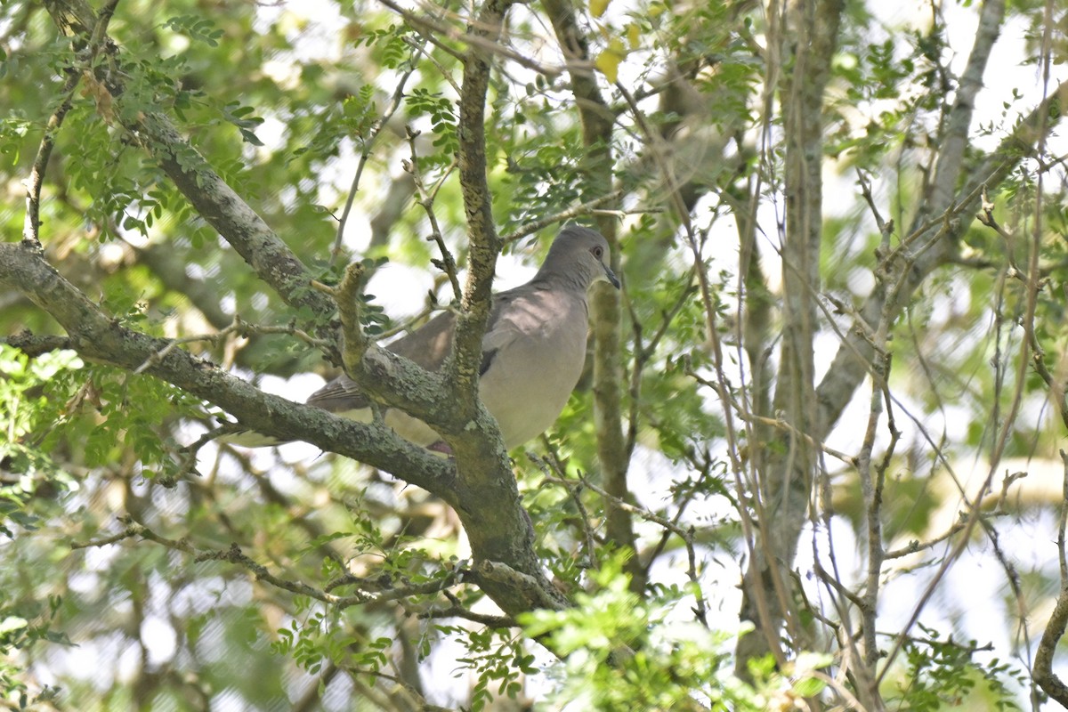 holub bledočelý - ML645304218