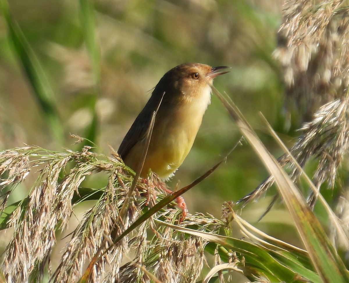 Plain Prinia - ML645304220