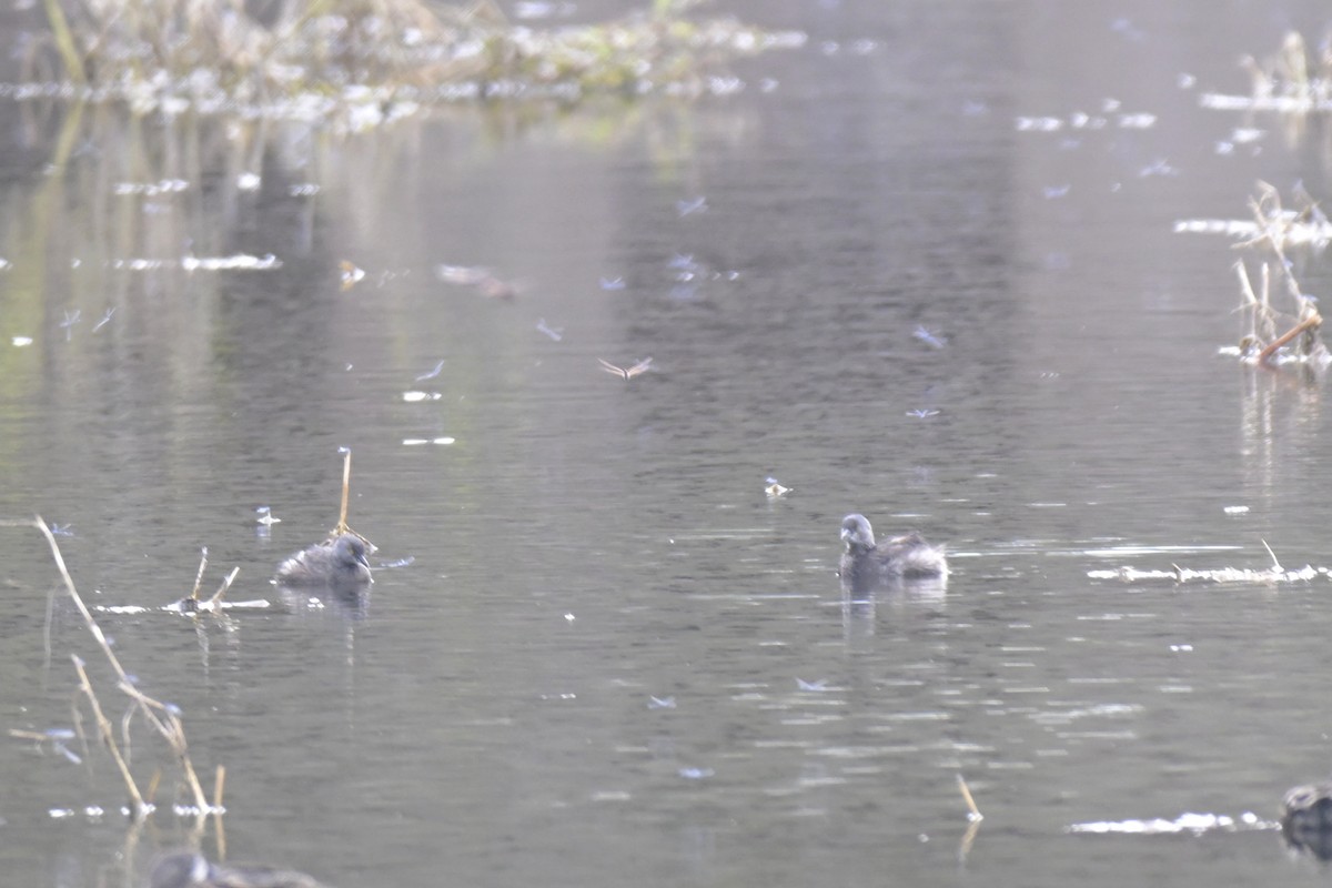 potápka nejmenší - ML645304223