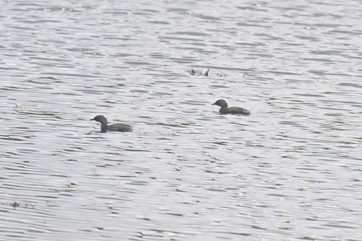 potápka nejmenší - ML645304224