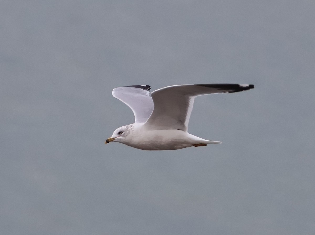 Halkalı Martı - ML645304230