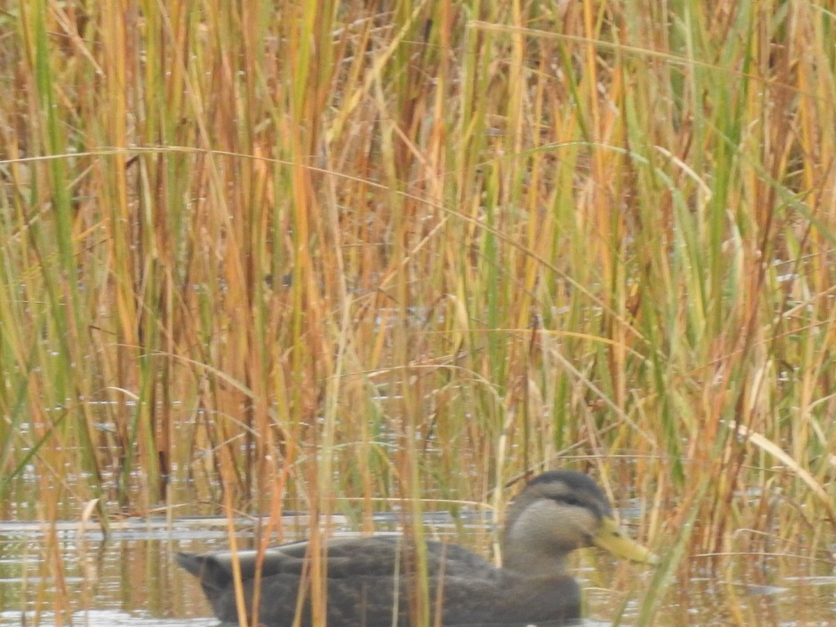 Ahate iluna - ML645304231