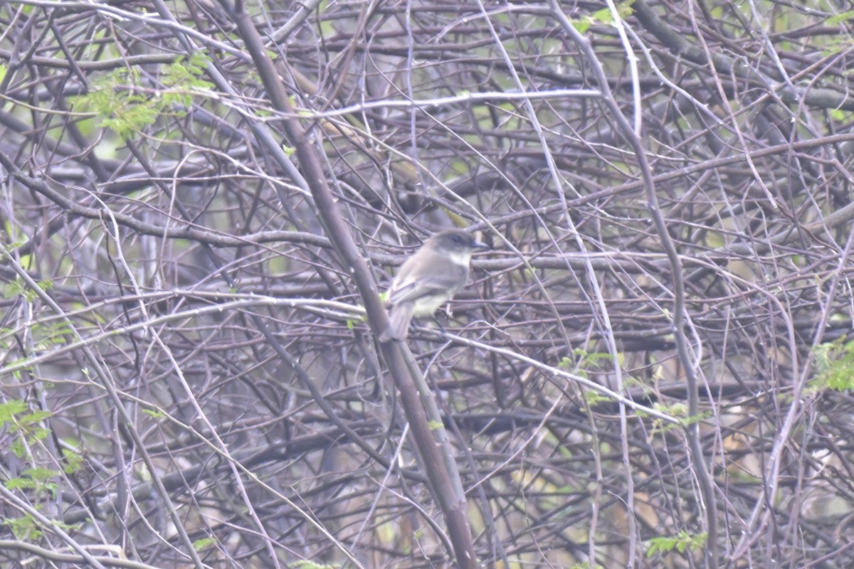 tyranovec domácí - ML645304236