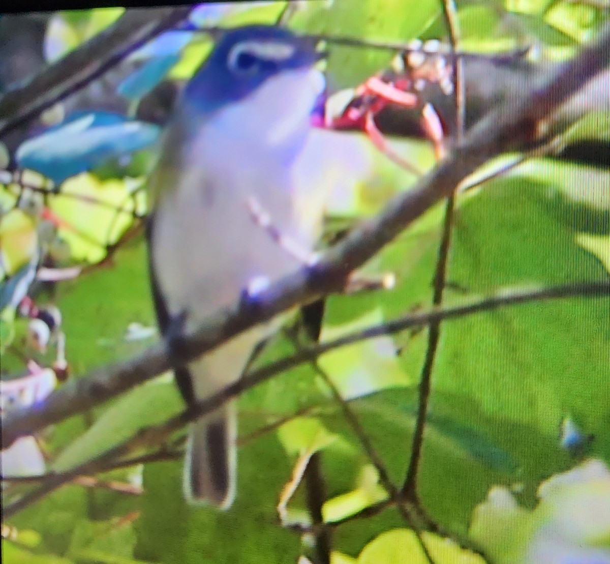 eremittvireo - ML645304242