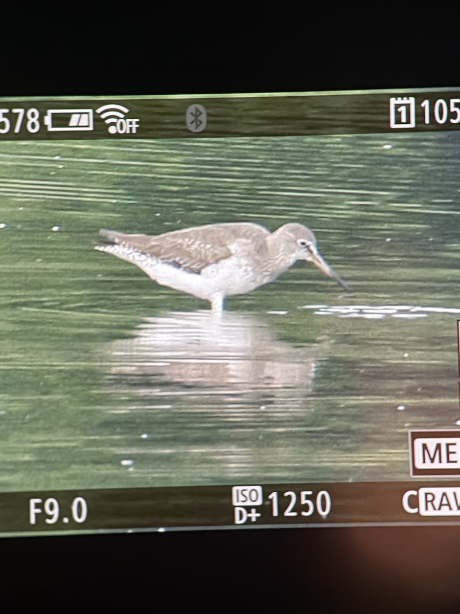 Common Sandpiper - ML645304248
