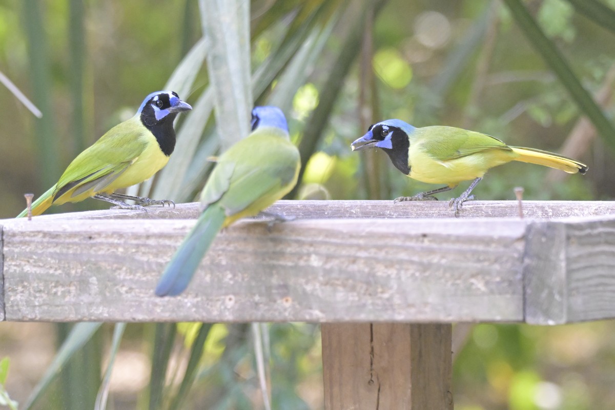 Yeşil Karga - ML645304249