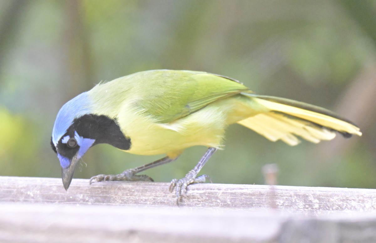 Yeşil Karga - ML645304250