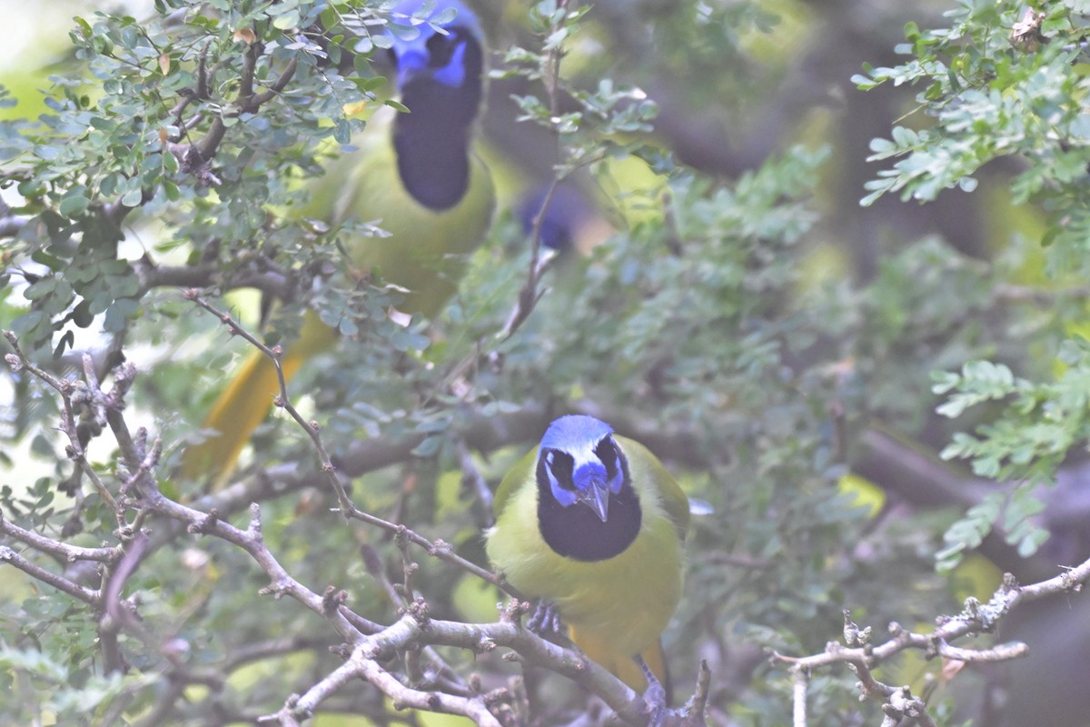 Yeşil Karga - ML645304251