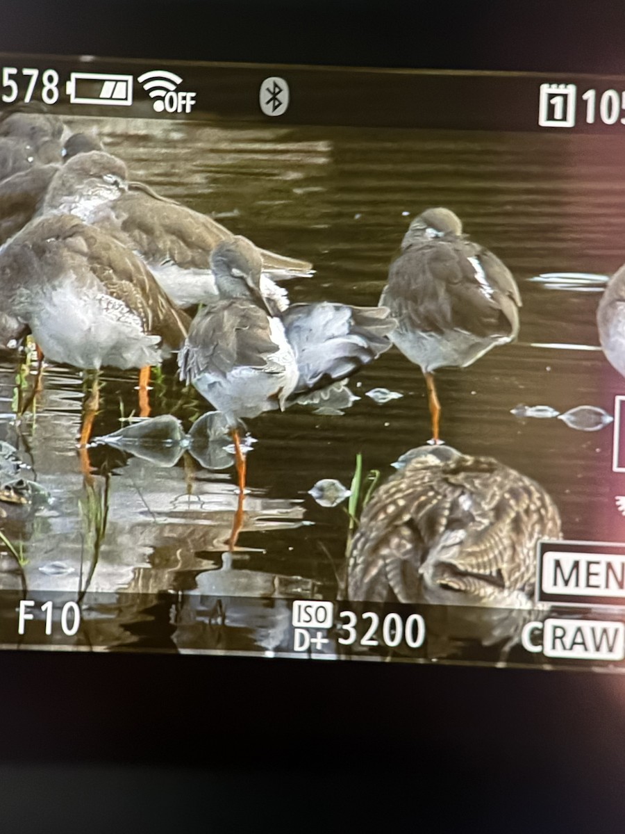 Common Redshank - ML645304254
