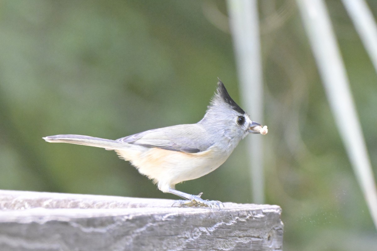 sýkora černochocholatá - ML645304259