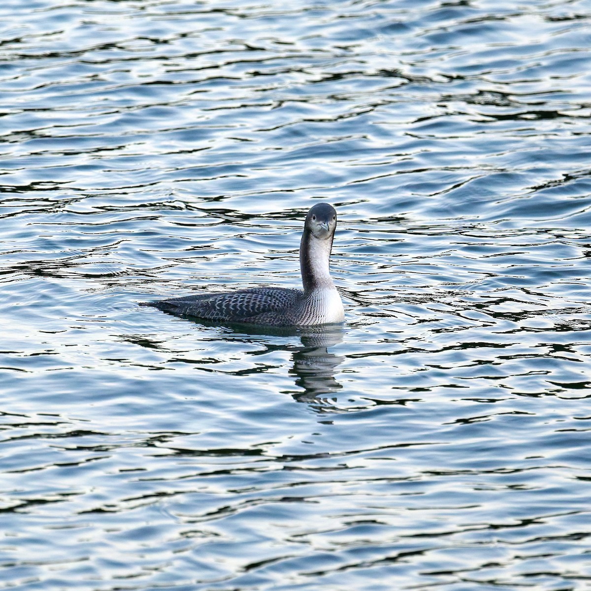 Pacific Loon - ML645304270