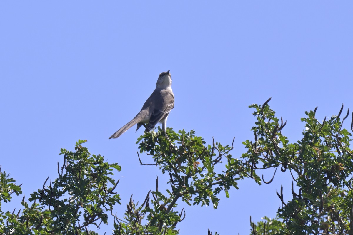 drozdec mnohohlasý - ML645304294