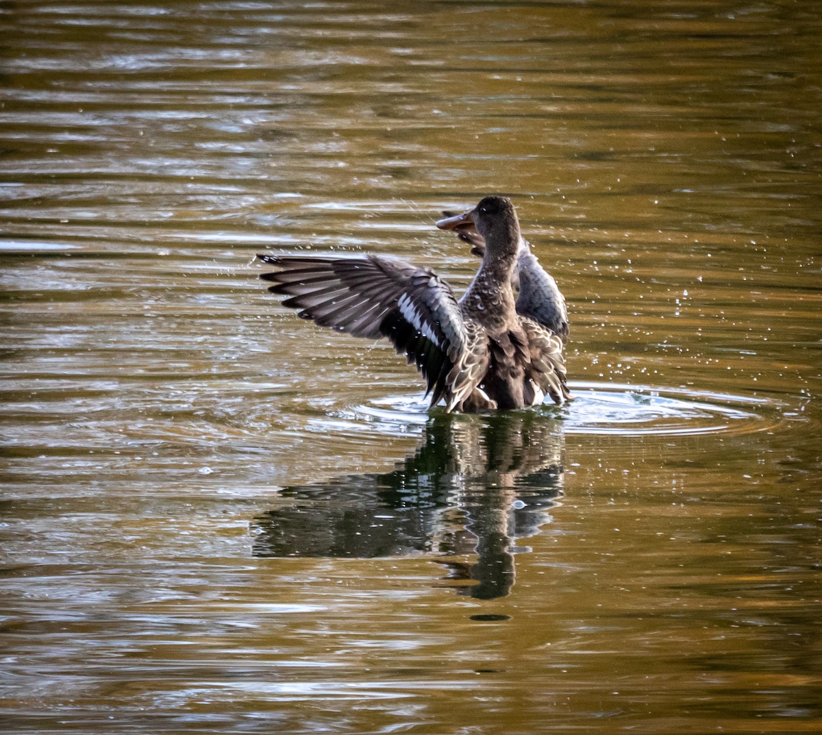 Northern Shoveler - ML645304303