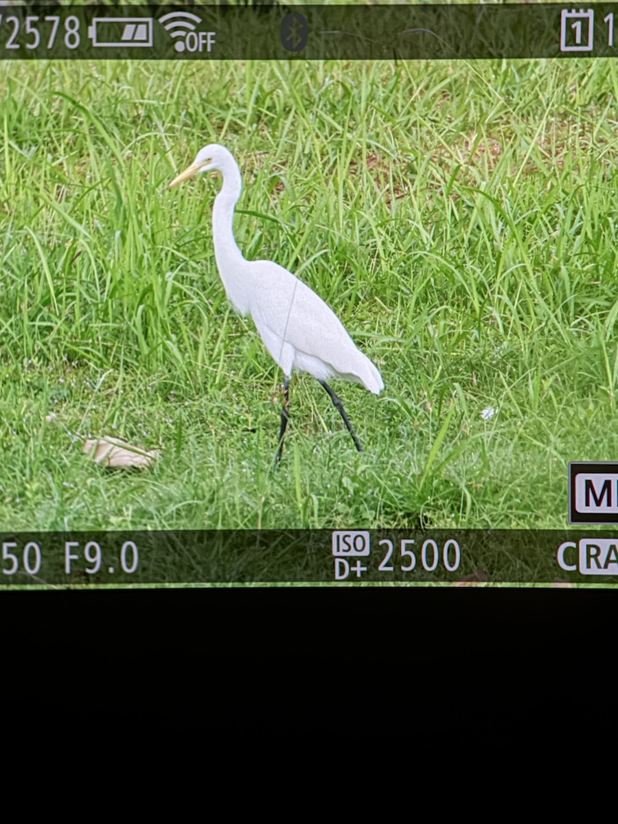 Medium Egret - ML645304304