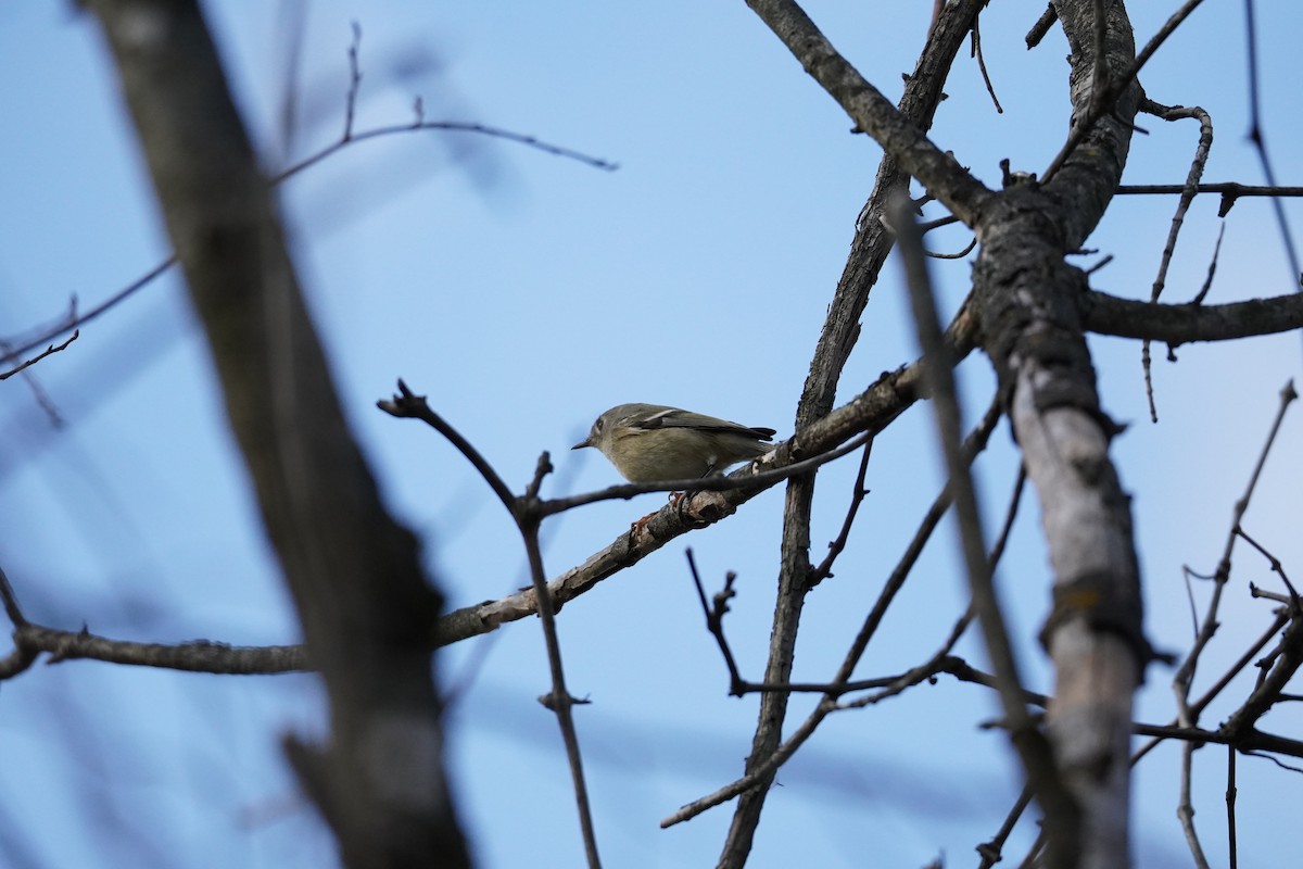 Ruby-crowned Kinglet - ML645304306