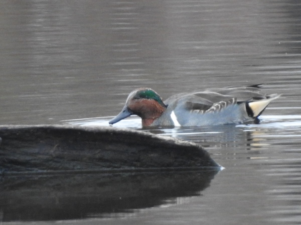 Green-winged Teal - ML645304307