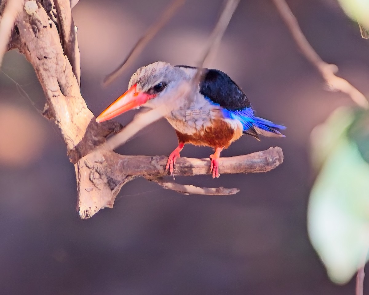 Martin-chasseur à tête grise - ML645304308