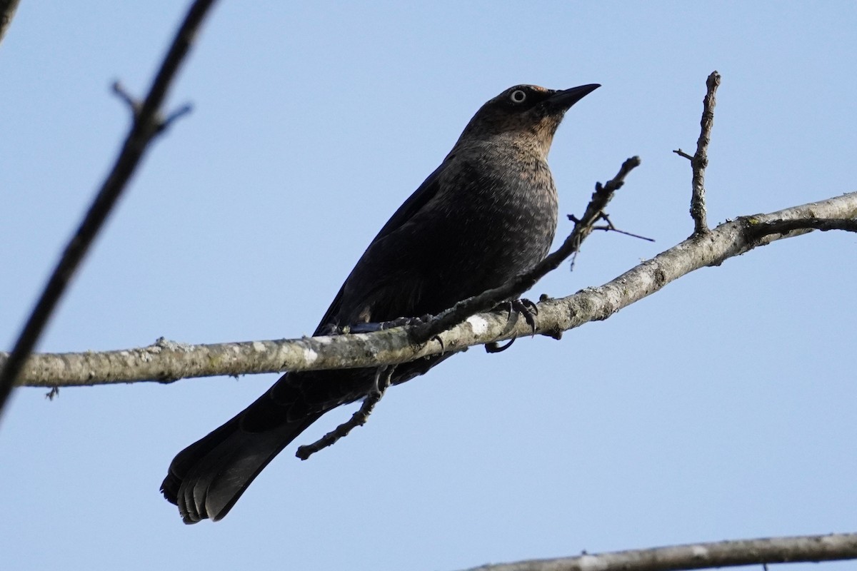 Rusty Blackbird - ML645304309