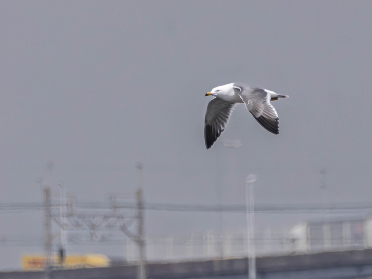 Black-tailed Gull - ML645304311
