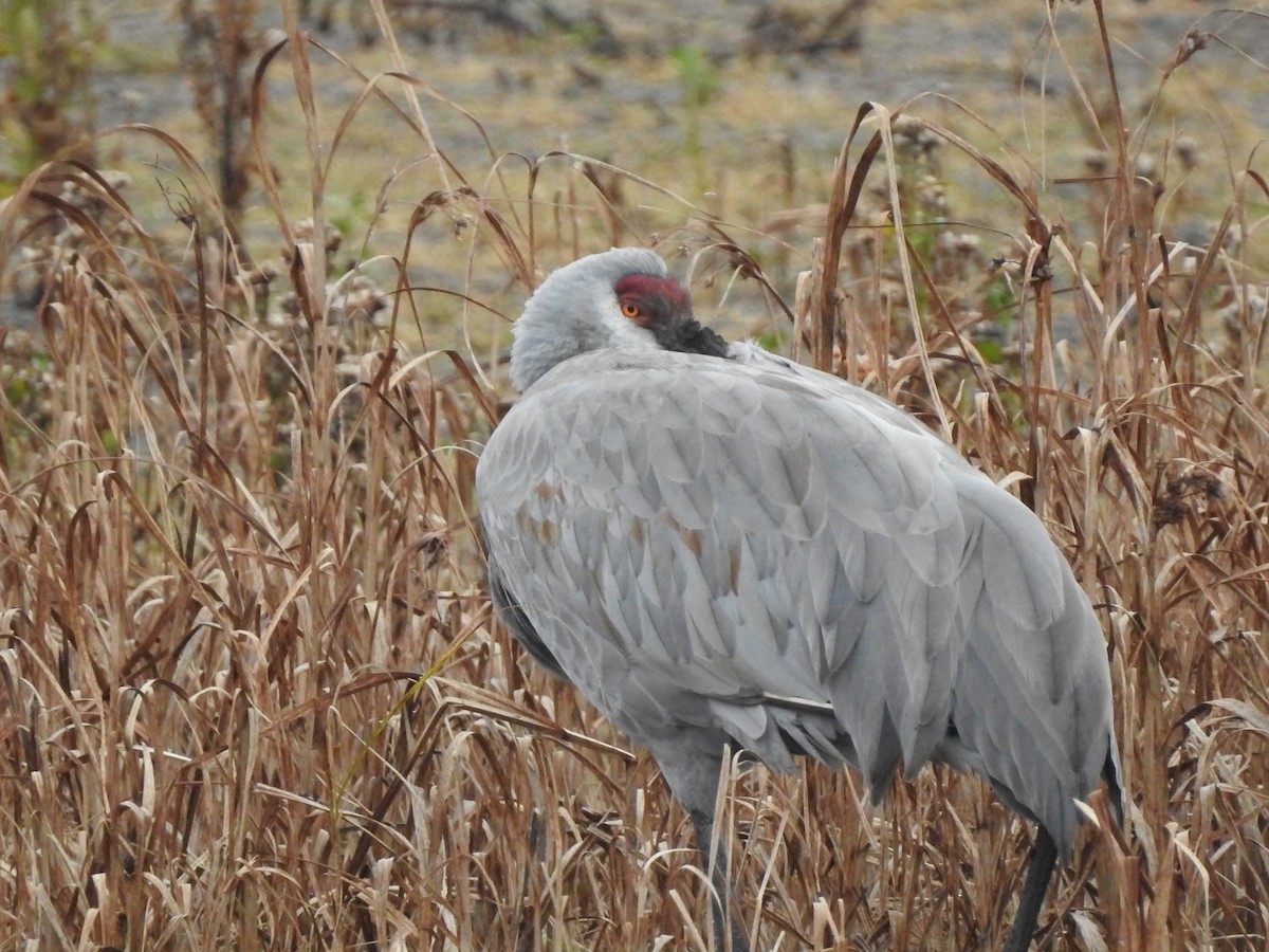 Sandhill Crane - ML645304313