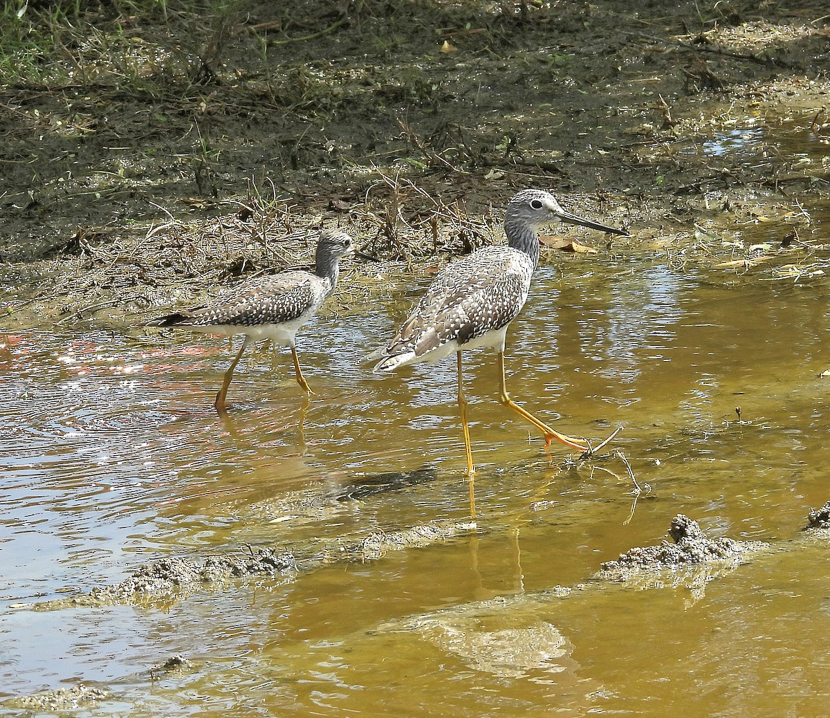 Greater Yellowlegs - ML645304318