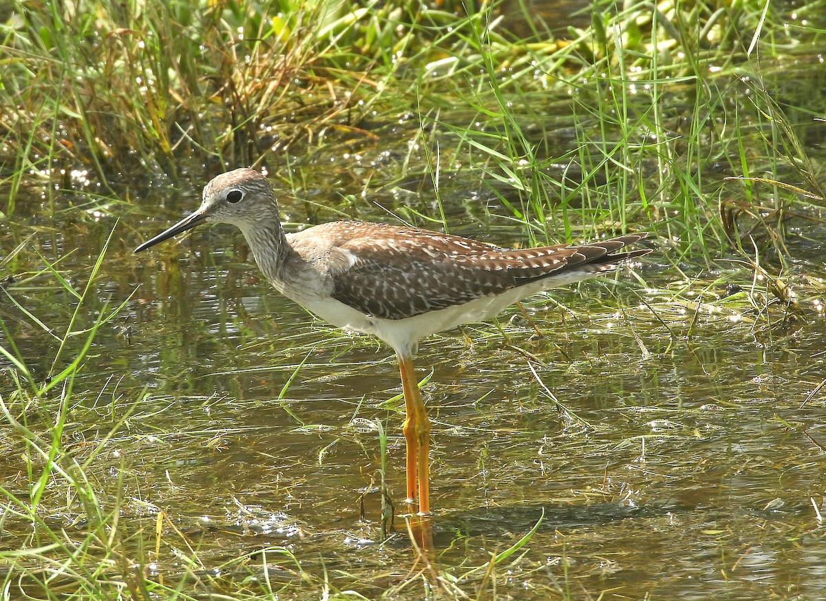 Greater Yellowlegs - ML645304319