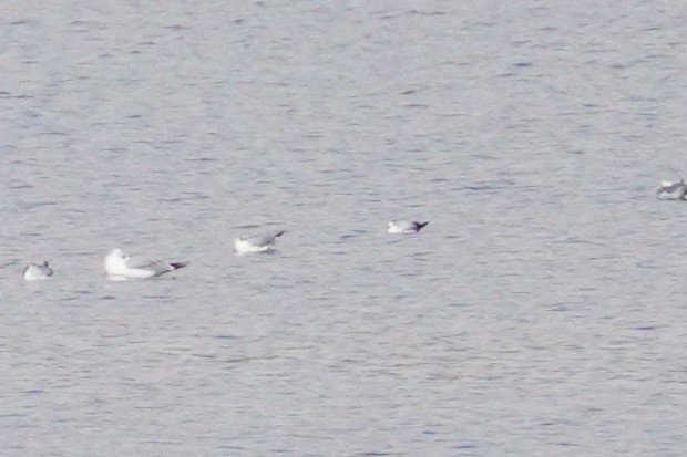 Little Gull - ML645304326