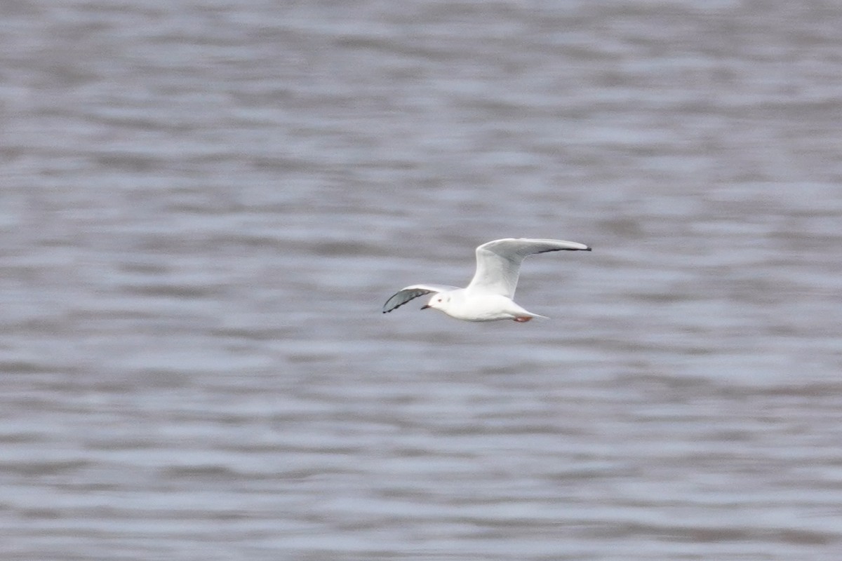 Bonaparte's Gull - ML645304330