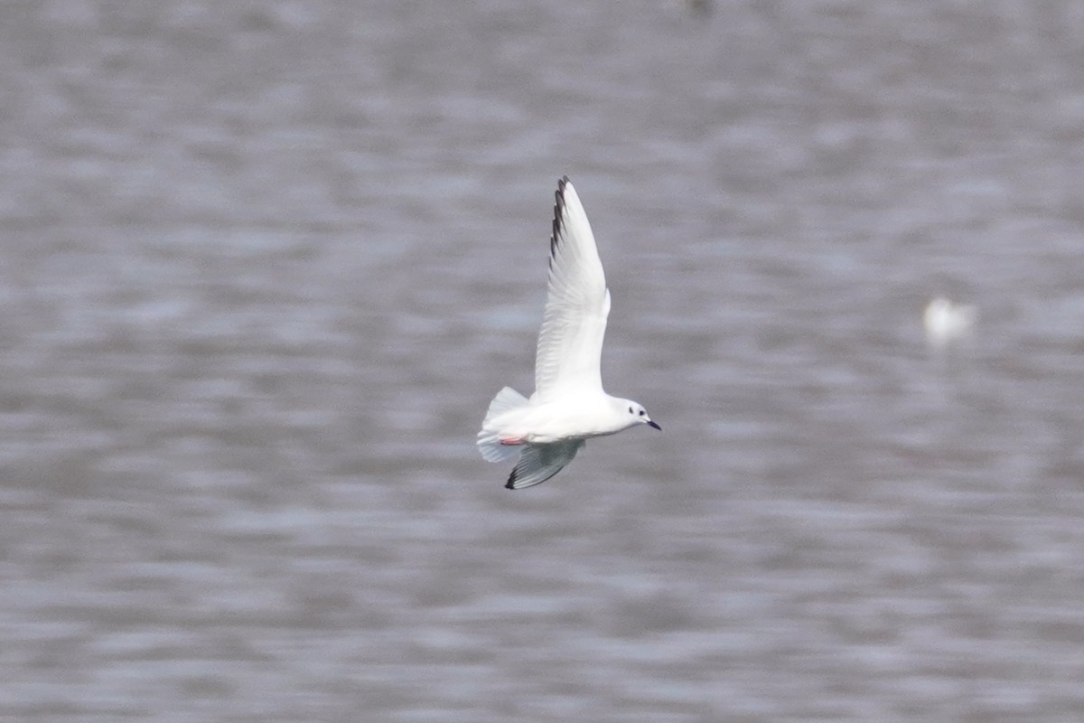 Bonaparte's Gull - ML645304331