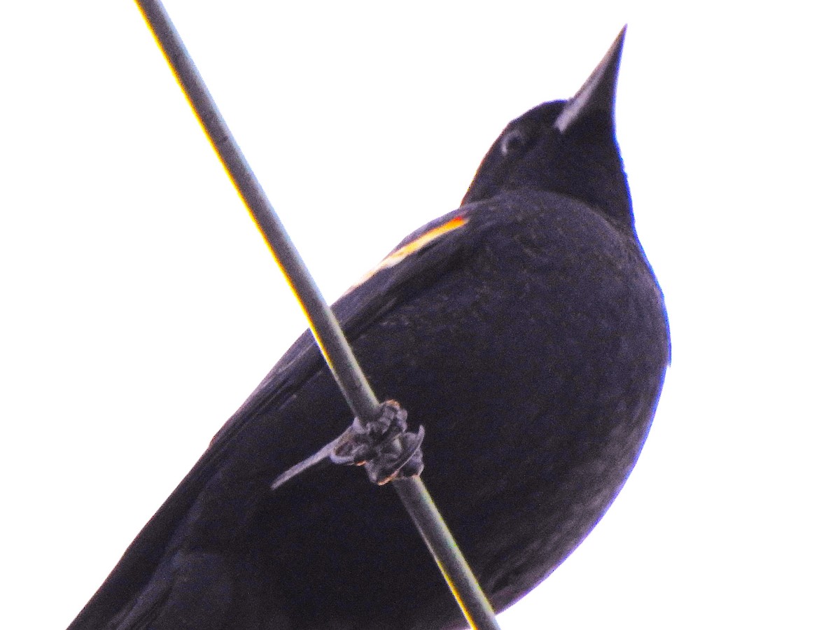 blackbird sp. - ML645304336