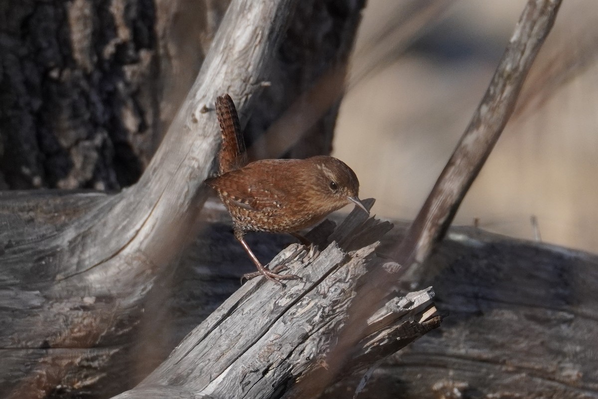 Winter Wren - ML645304337