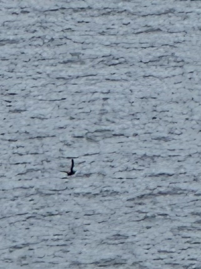 Short-tailed Shearwater - ML645304346