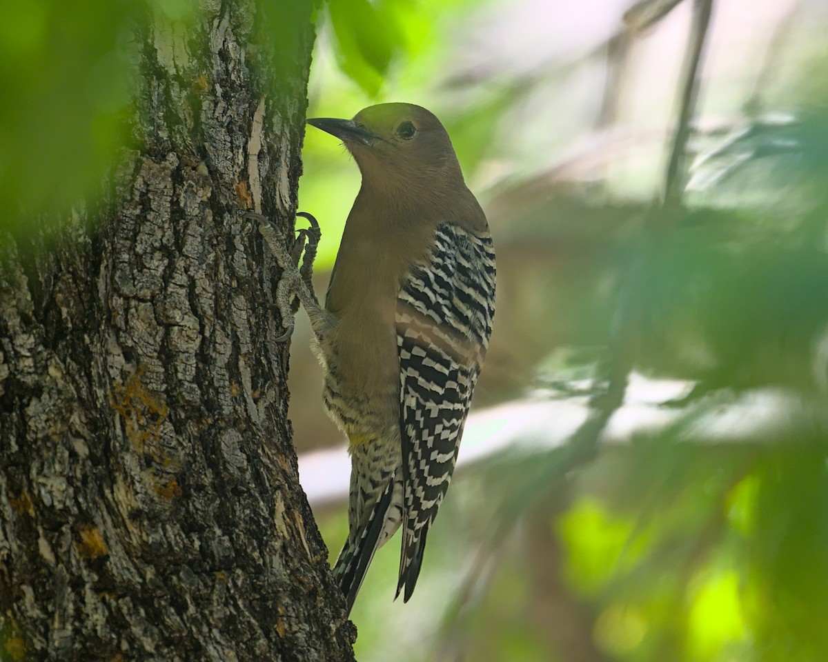 Gila Woodpecker - ML645304354