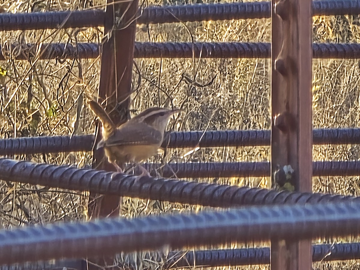 střízlík karolínský - ML645304357