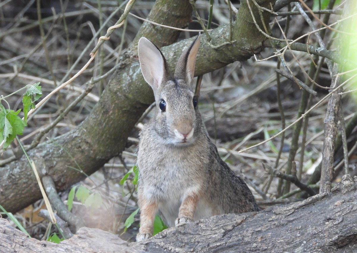 Eastern Cottontail - ML645304358