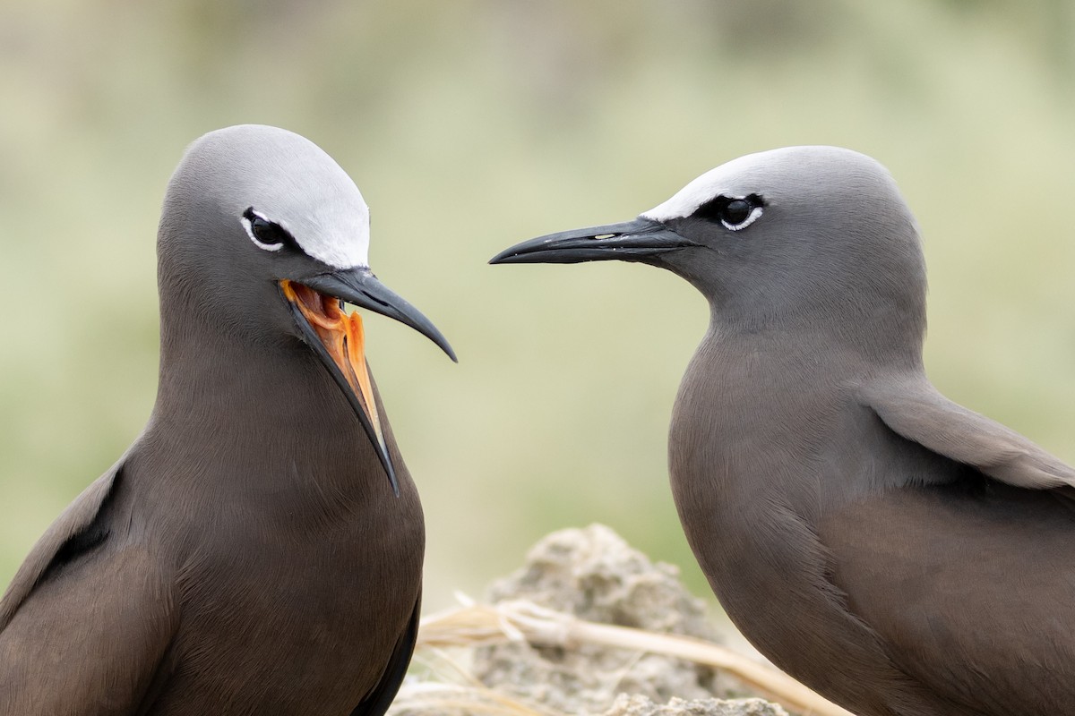 Brown Noddy - ML645304363