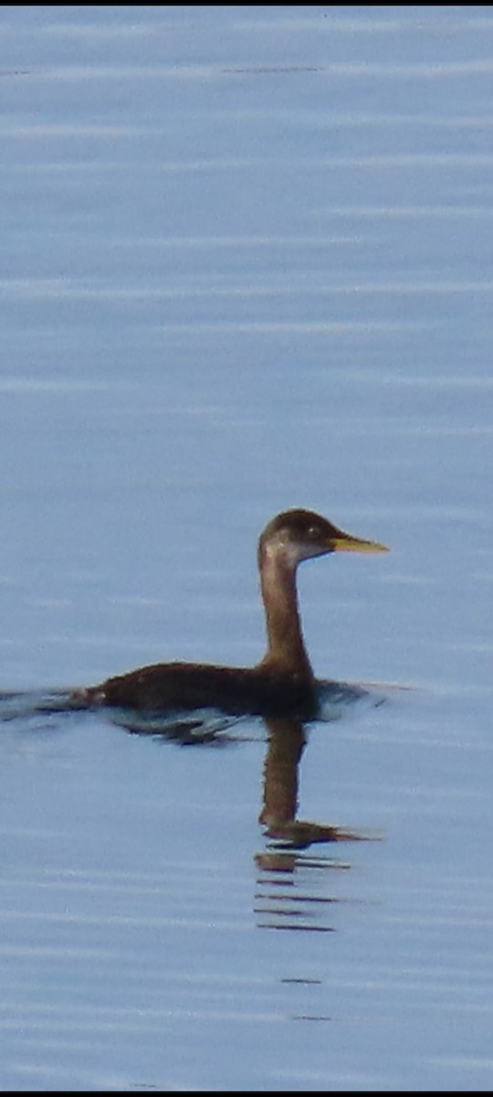 potápka rudokrká - ML645304372