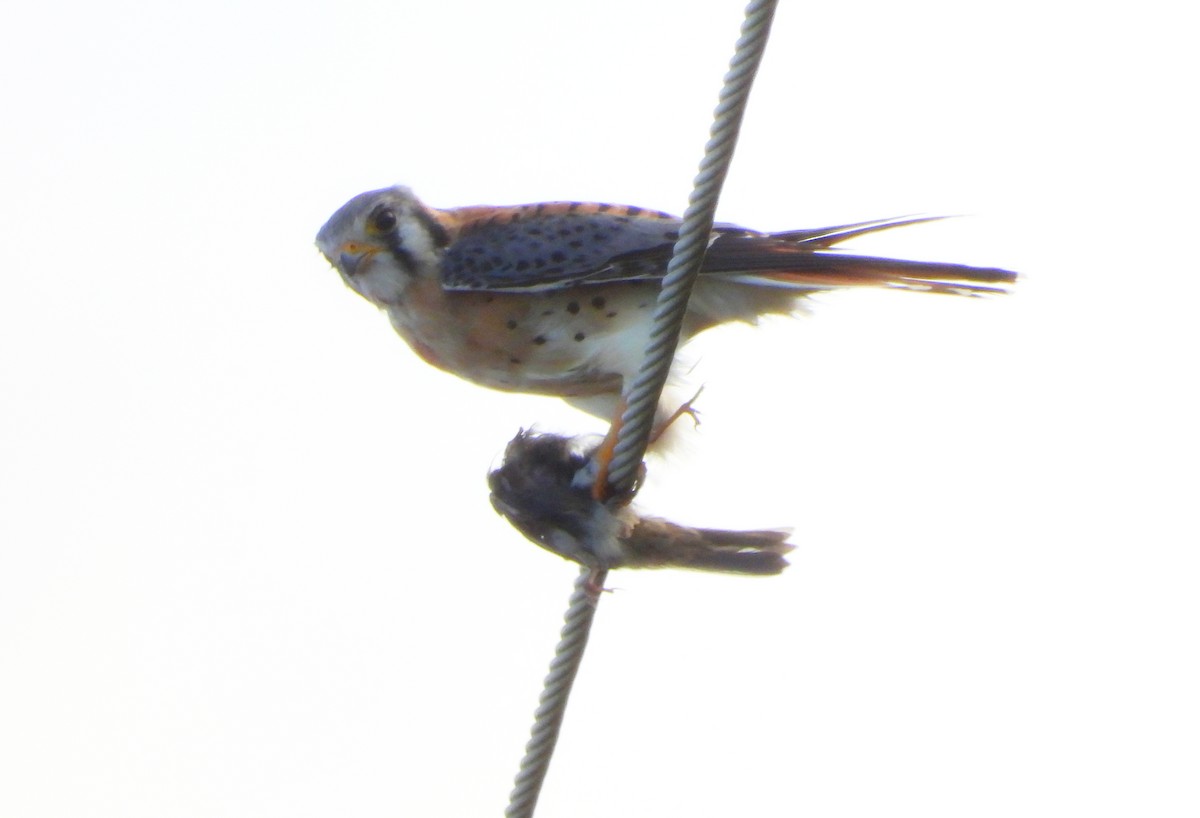 American Kestrel - ML645304377