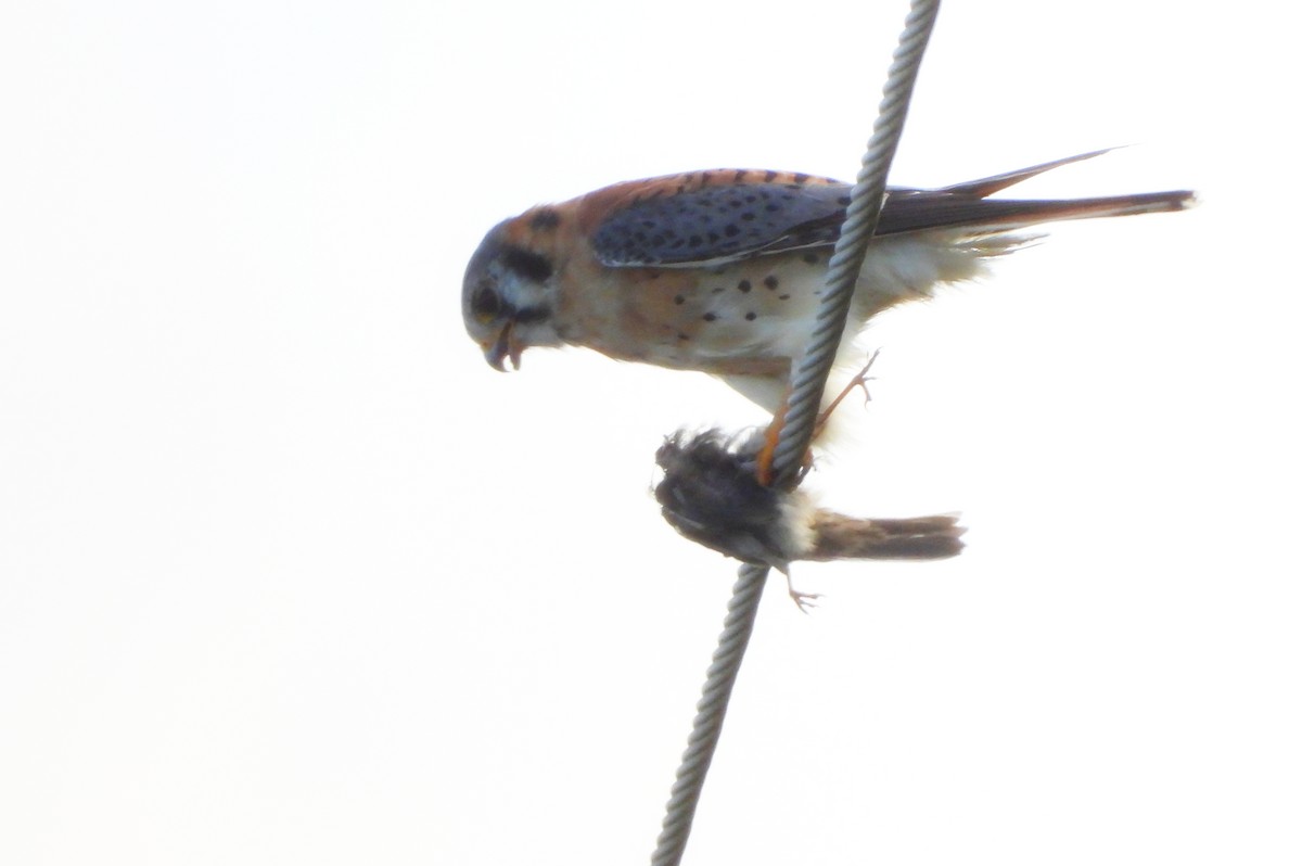 American Kestrel - ML645304378
