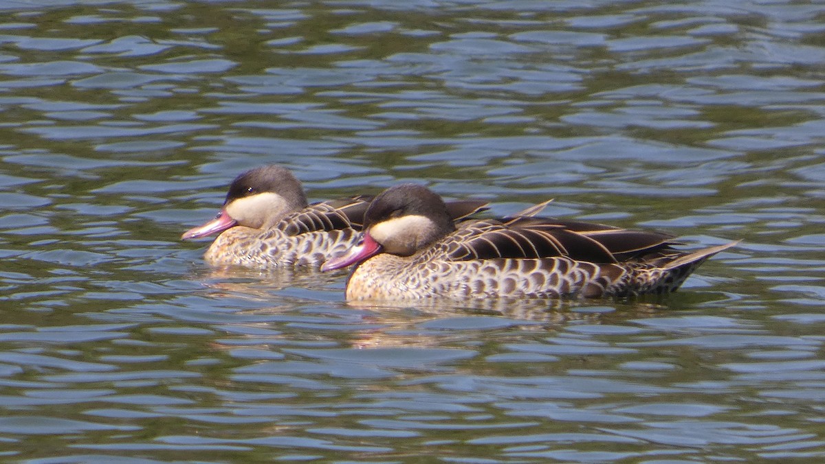Red-billed Duck - ML645304381