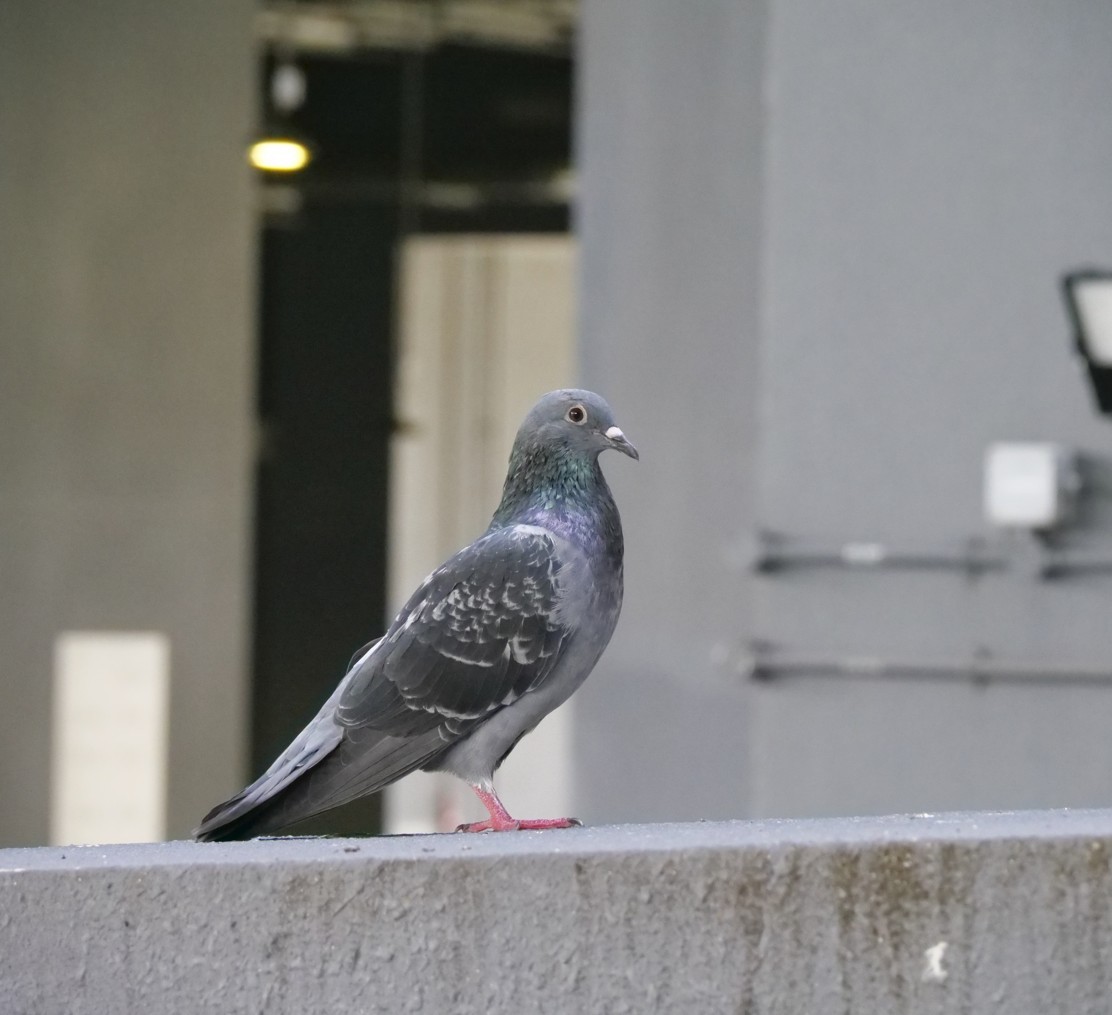 Kaya Güvercini (evcil tip) - ML645304392