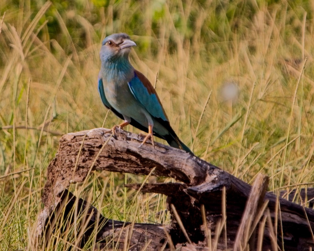 mandelík hajní - ML645304394