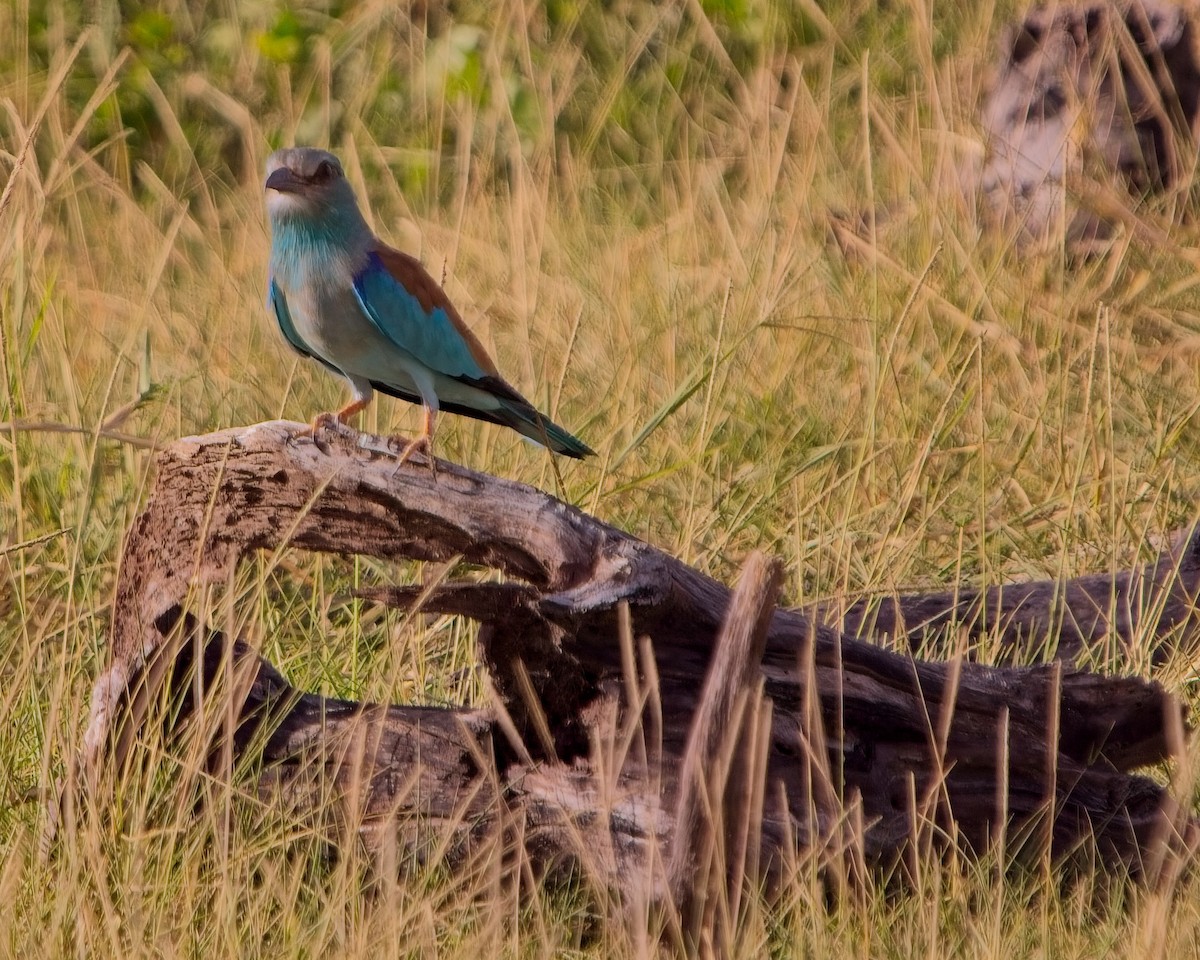 mandelík hajní - ML645304395