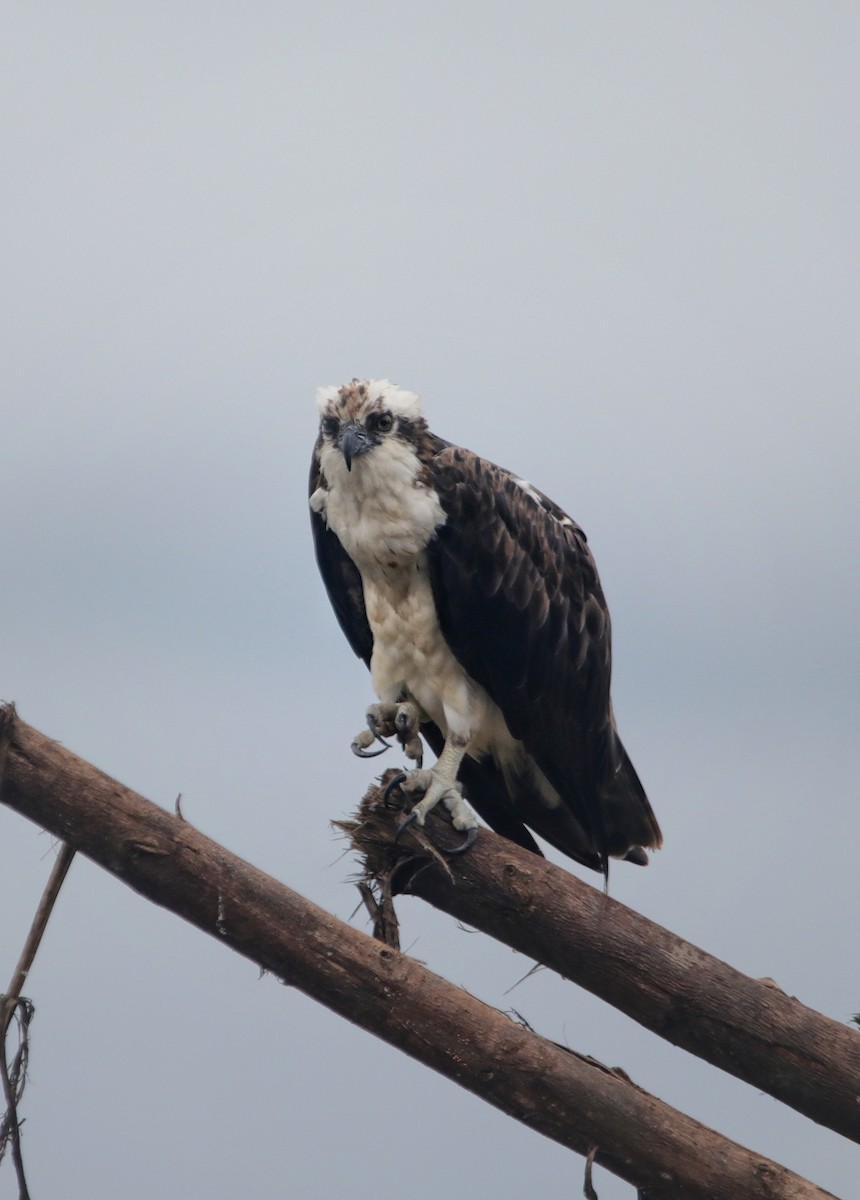 Osprey - ML645304398